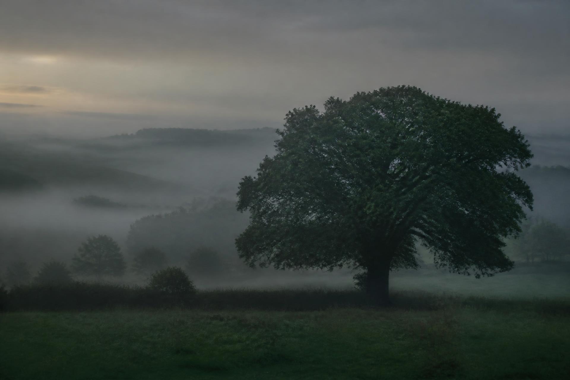 A lone oak standing in morning mist over open countryside